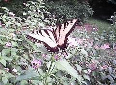 butterfly3.jpg