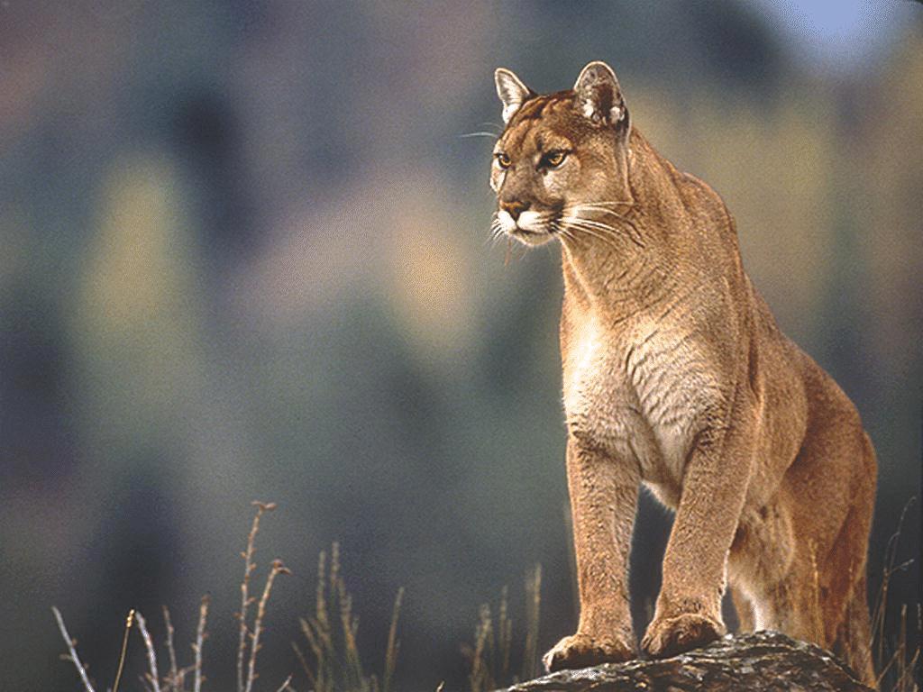 cougar.jpg