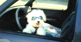 dogincarwithsunshades.jpg