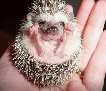 hedgehogbaby.jpg