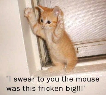 kittenbigmouse.jpg