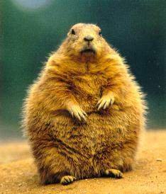 prairiedog-fat.jpg