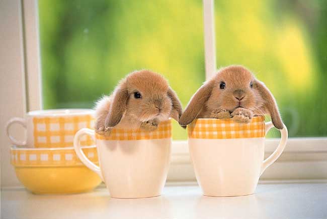 rabbitsincoffeecups.jpg